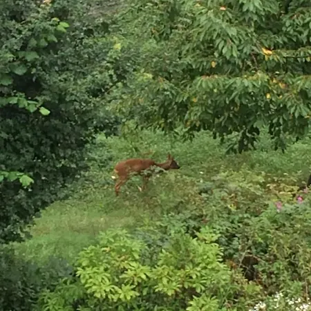 Апартаменты Feriendomizil Burg