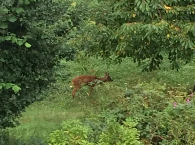 Lägenhet Feriendomizil Burg